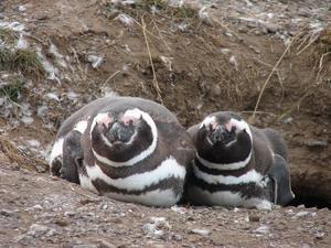 Isla Magdalena penguin pair