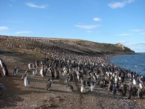 Isla Magdalena penguins