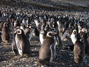Isla Magdalena penguins