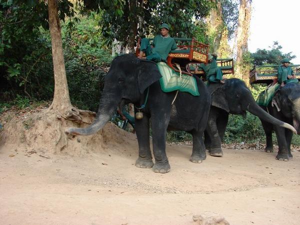 Elephants for ride to Phnom Bakheng