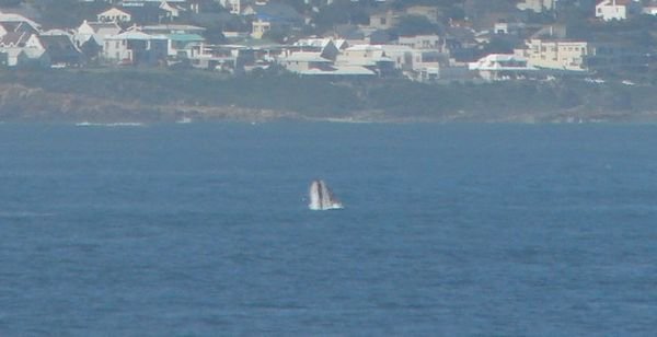 Southern Right whale