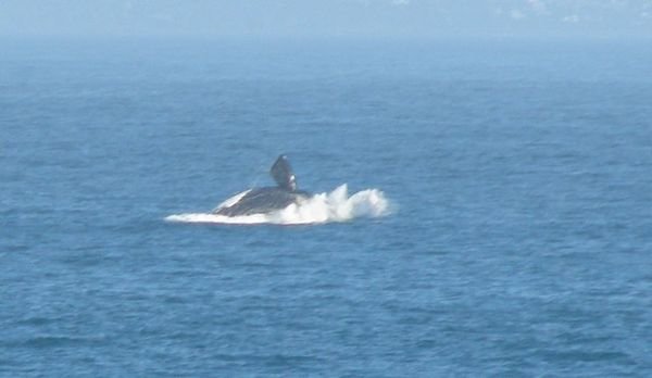 Southern Right whale breaching