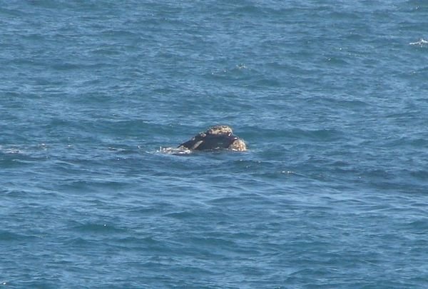 Southern Right whale looking around