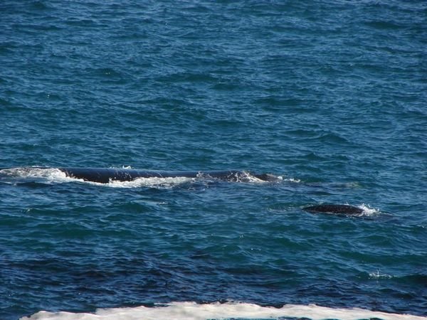 Southern Right whale mom and calf