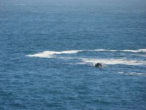 Southern Right whale checking out the area