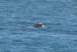 Southern Right whale looking around