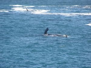 Southern Right whales