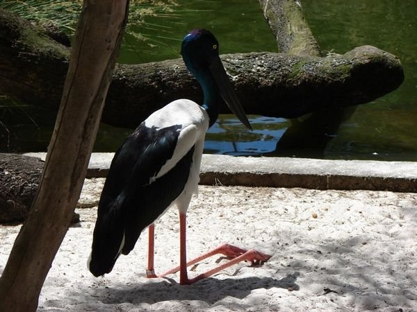 Black-necked Stork  @ Perth Zoo