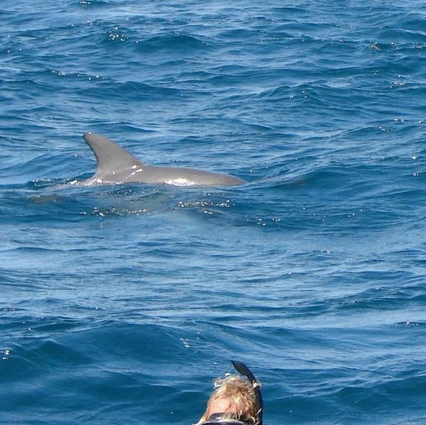 Bottlenose Dolphin Swim