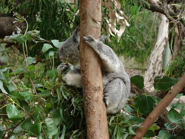 Koala @ Perth Zoo
