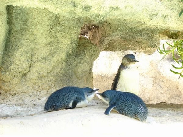 Little Penquins @ Perth Zoo