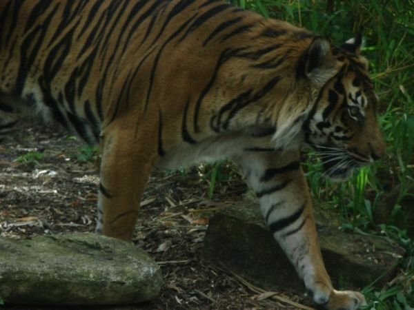 Sumatran Tiger @ Perth Zoo