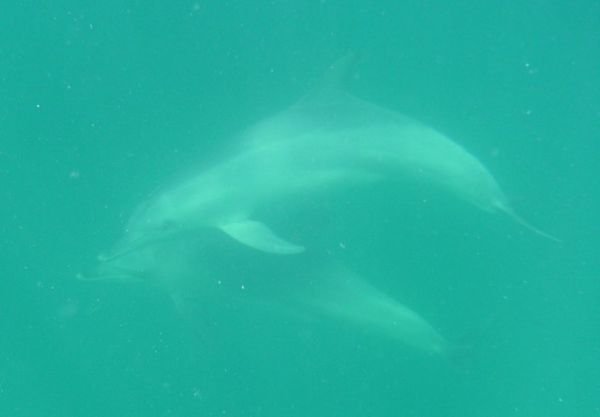 Bottlenose Dolphin Swim