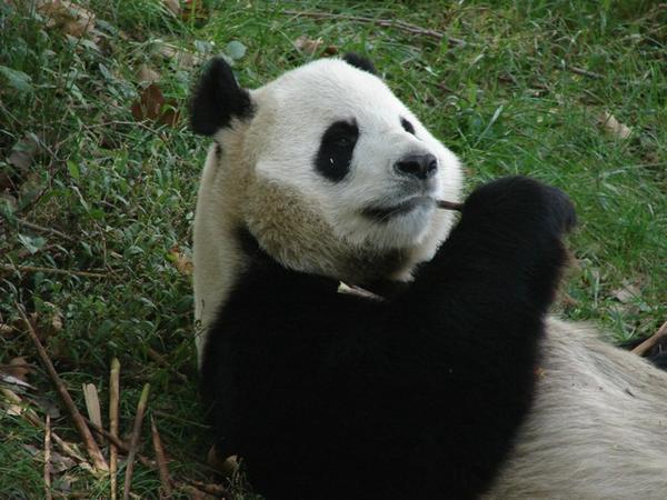 Adult panda