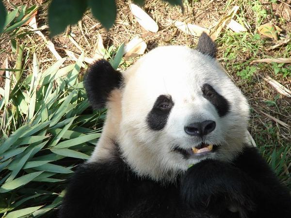 Head shot of Gluttonous sub-adult giant panda