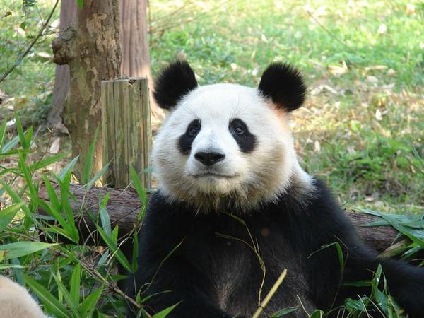 sub-adult giant panda