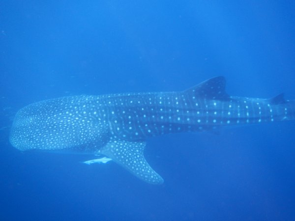8 metre Whaleshark