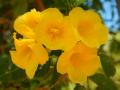 Pilbara - Local Flora