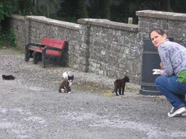 This picture cracks me up. I was trying to coax the herd of Hill of Slane cats to come to see me while yelling at Hank not to get my butt crack in the picture. Sigh.
