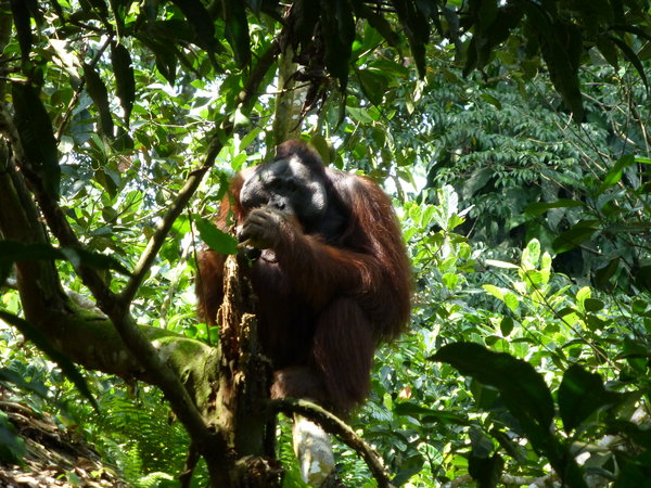 Kutai - Orangutan - the one in camp