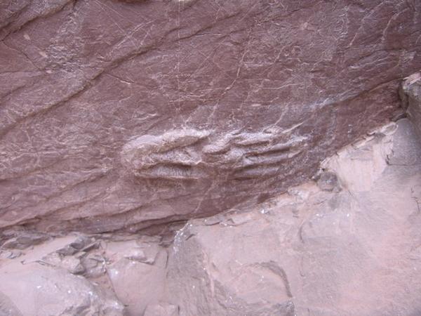Fossilised footprints