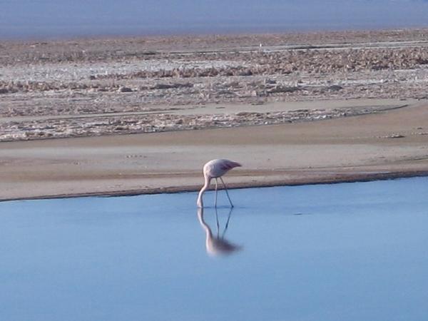 Flamingo at Salar 
