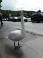 giant swan