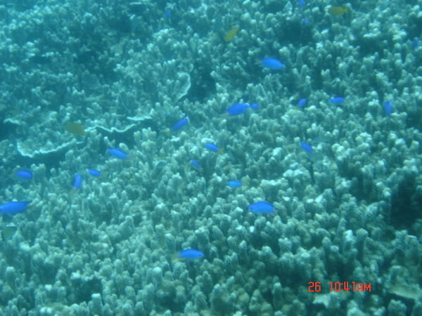 Moalboal Scuba Diving