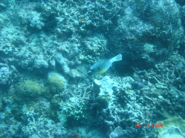 Moalboal Scuba Diving