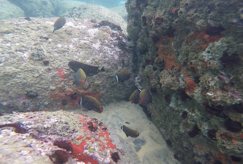 Scuba diving kerala
