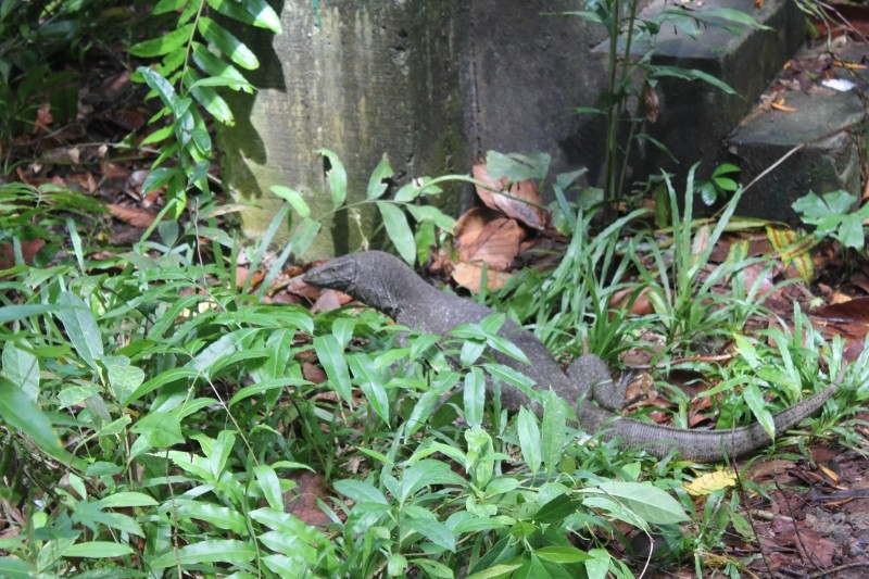 An animal found in Kumarakom Bird Sanctuary