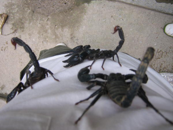 Scorpions.