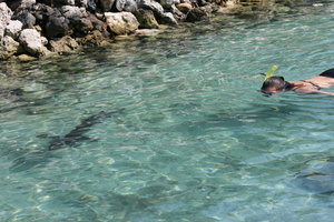 zwemmen met de haaien