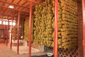 Grapes left to dry 