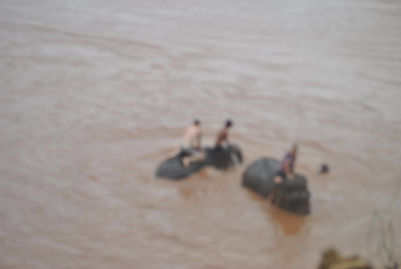 Elephant bathing in the Mekong