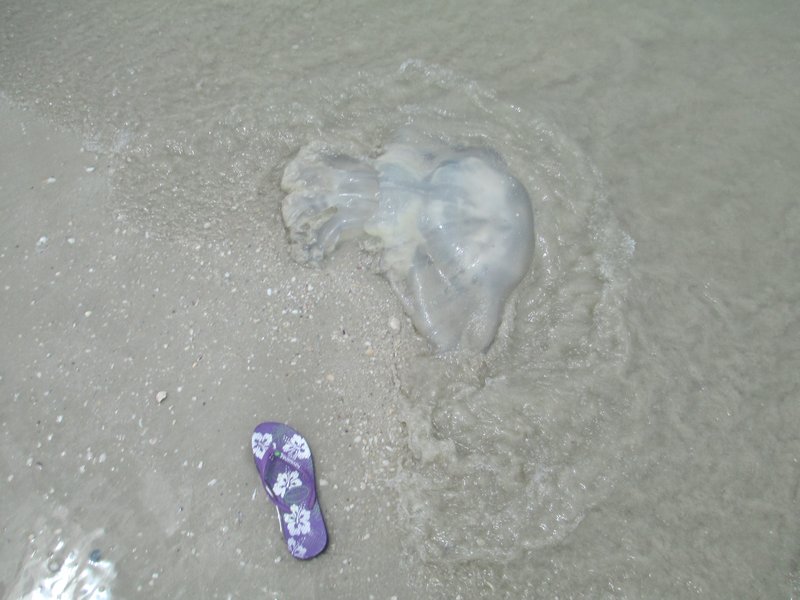 giant jellyfish washed up on the beach