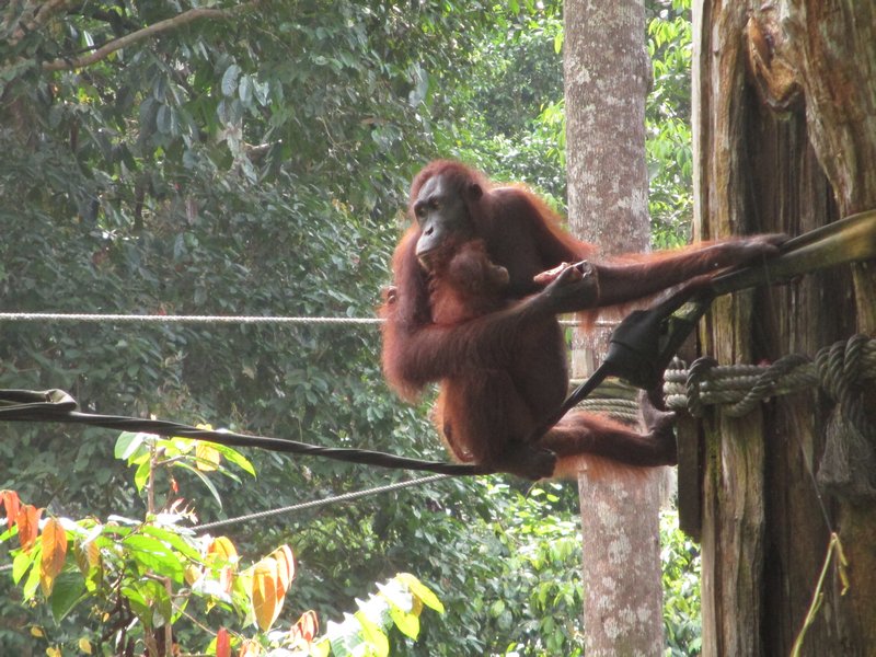 Orangutan with her baby