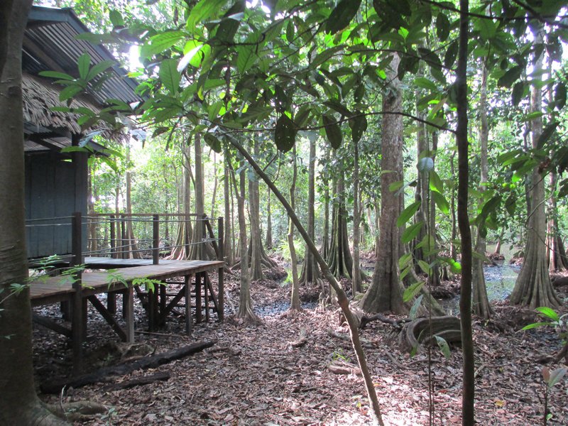 the jungle camp