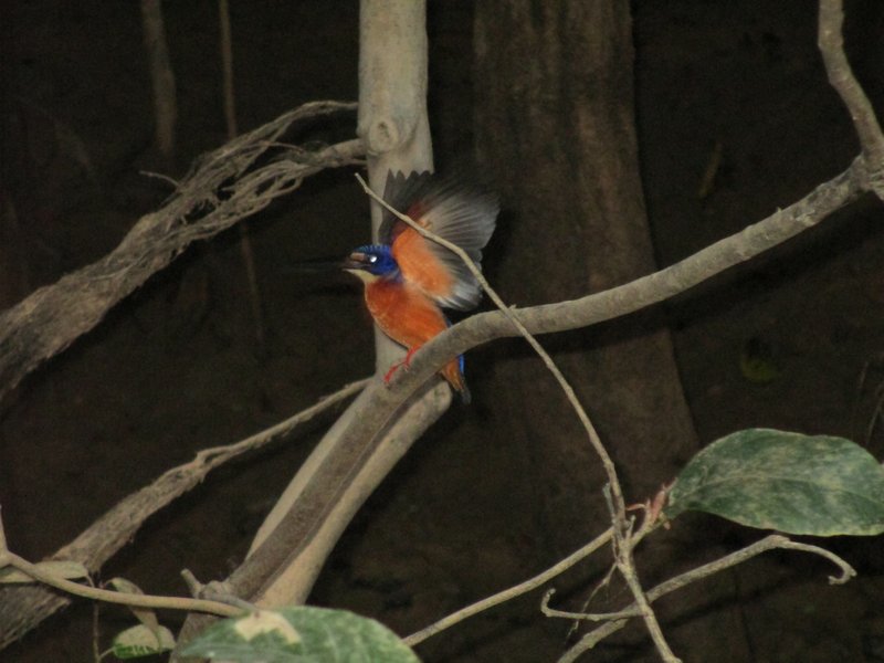 Kingfisher on our night boat trip