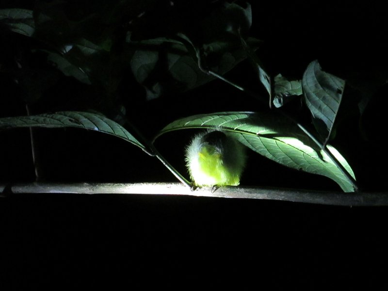 Sleeping bird on the night trek