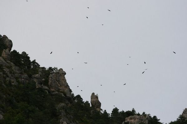Vultures circling above