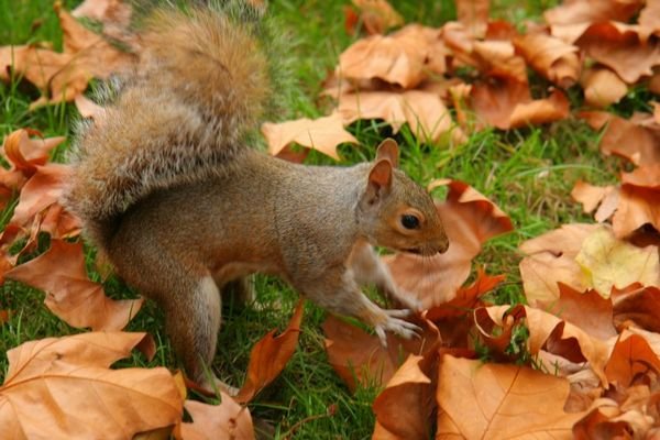 A Squirrel hiding nuts