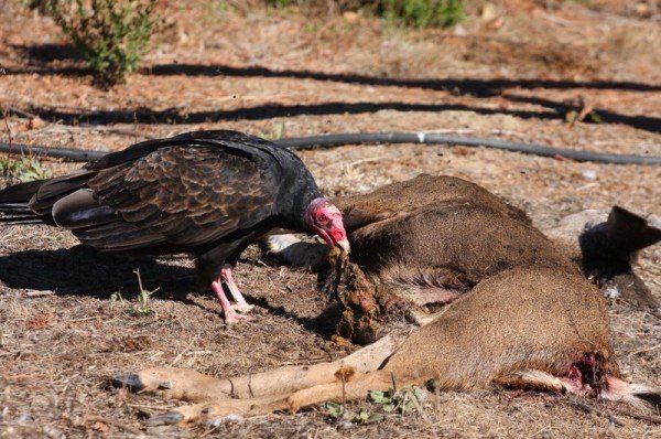 Turkey Vultures having a snack