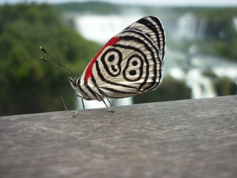 My favourite butterfly