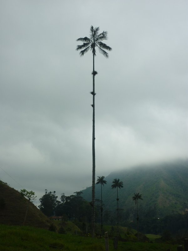 A lone wax palm