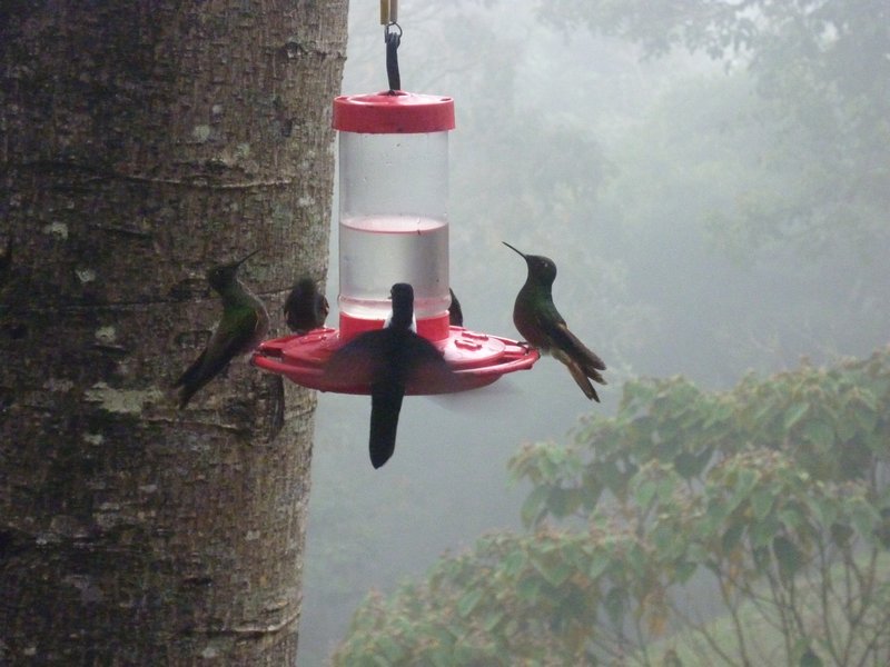 Hummingbirds feeding