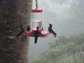 Hummingbirds feeding