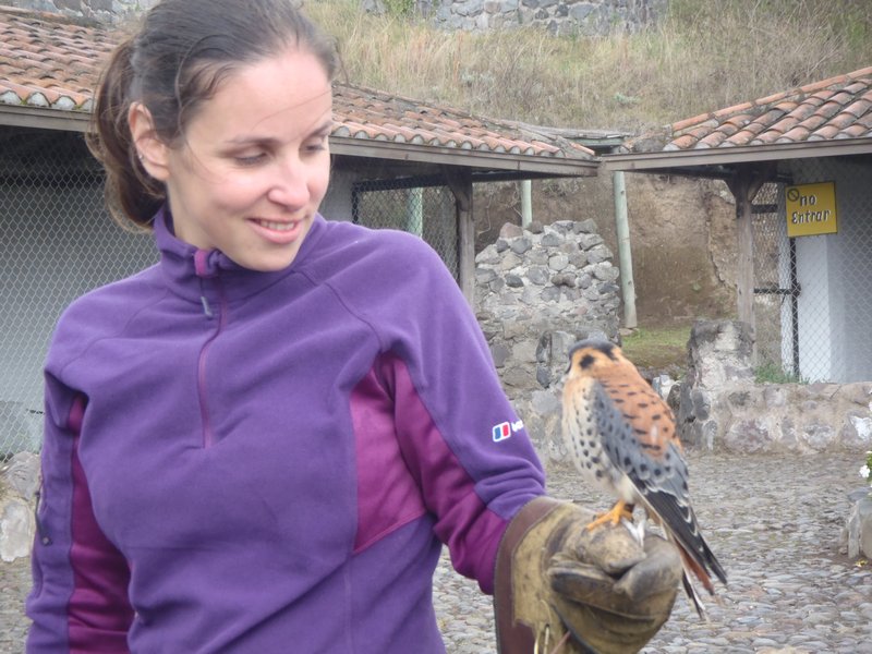 I made friends with an American Kestral