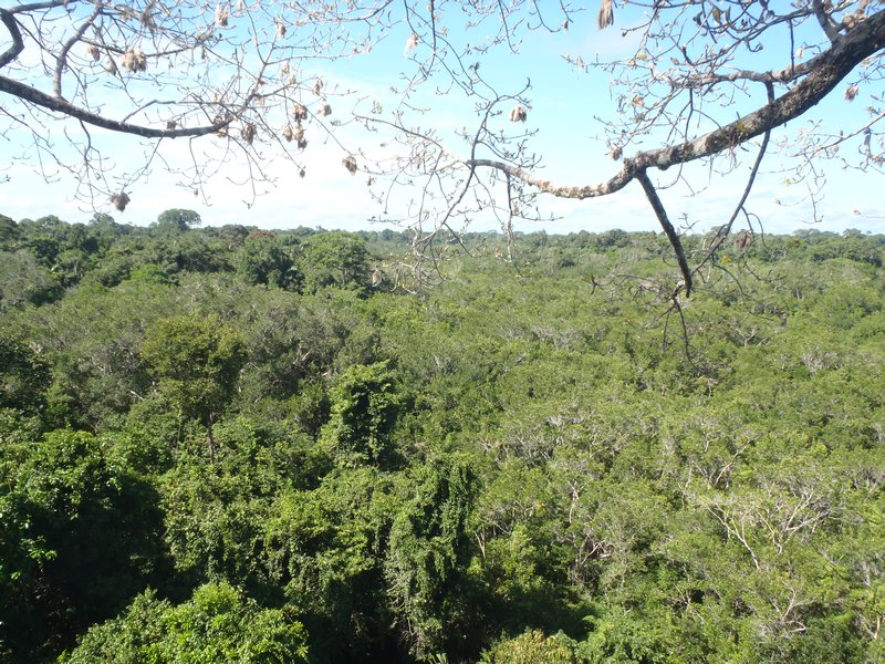 The Amazon Canopy