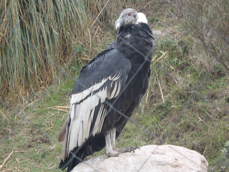 A Condor